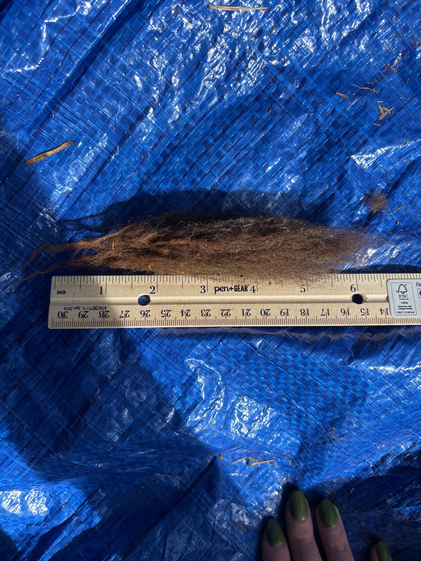 Shetland RAW FLEECE #1