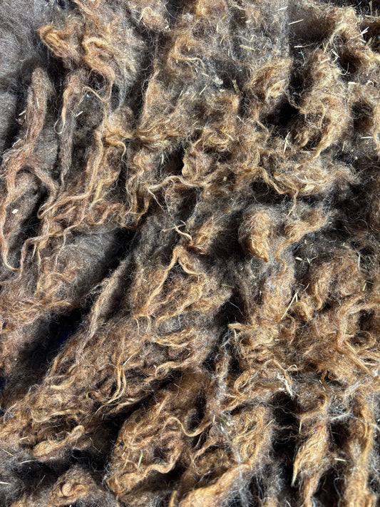 Shetland RAW FLEECE #1